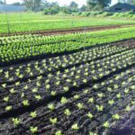 dsc20050727_091048_222